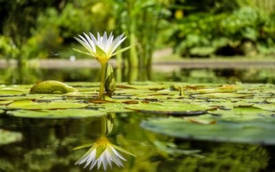 Blühmoment – Erkenne geduldig deine richtige Zeit